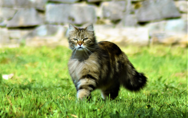 Cat green field stone wall free wallpaper - medium preview image