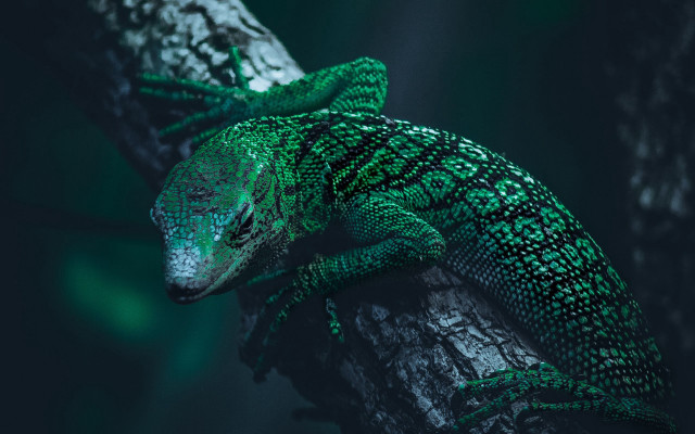 Lizard branch night head side free wallpaper - medium preview image