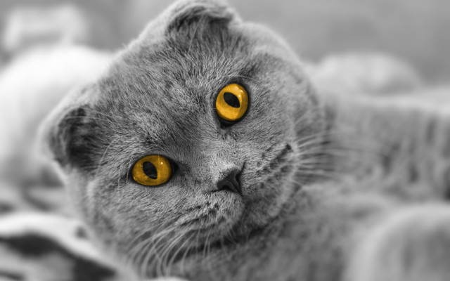 Gray cat yellow eyes blanket free wallpaper - medium preview image