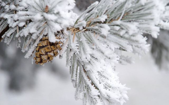 Pine cone snow ice branch free wallpaper - medium preview image