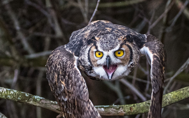 Owl yellow eyes perched open free wallpaper - medium preview image