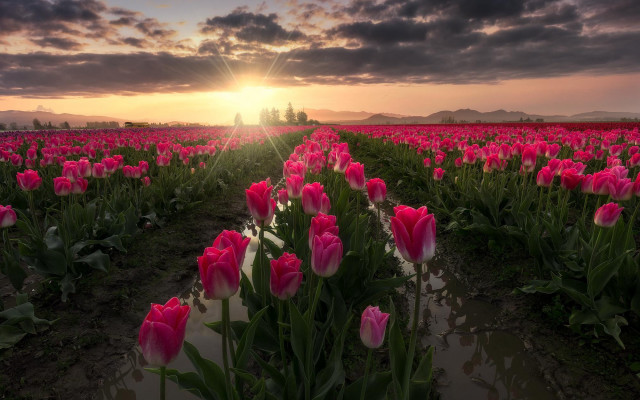 Pink tulips sunset clouds horizon free wallpaper - medium preview image