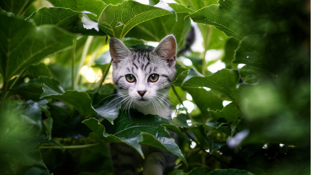 Cat hiding bush leaves eyes free wallpaper - medium preview image
