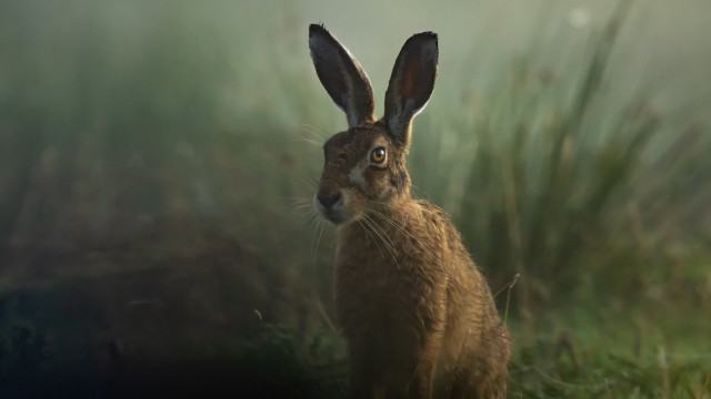 Brown rabbit grass nature depth free wallpaper - medium preview image