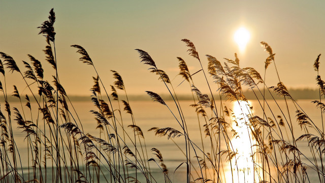 Sunset tallgrass ocean silhouette bird free wallpaper - medium preview image