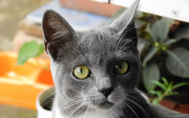 Gray cat green eyes white free wallpaper - medium preview image