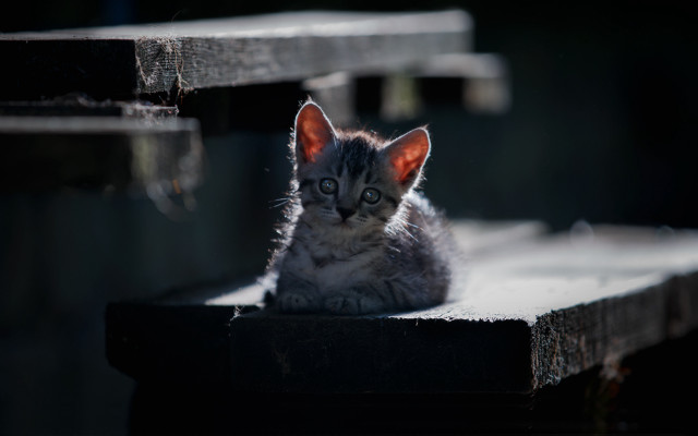 Kitten sad wooden bench shallow free wallpaper - medium preview image