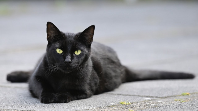 Black cat yellow eyes outdoor free wallpaper - medium preview image