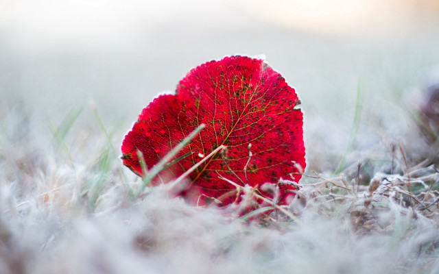 Red leaf frost grass autumn free wallpaper - medium preview image