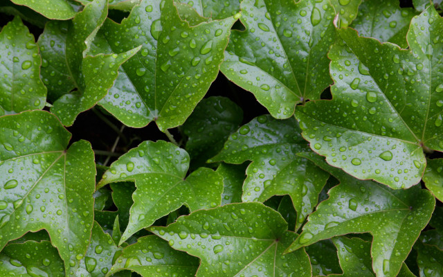 Green plant water droplets macro #24 free wallpaper - medium preview image