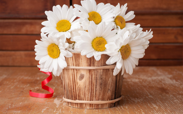 Wooden bucket white daisies red free wallpaper - medium preview image
