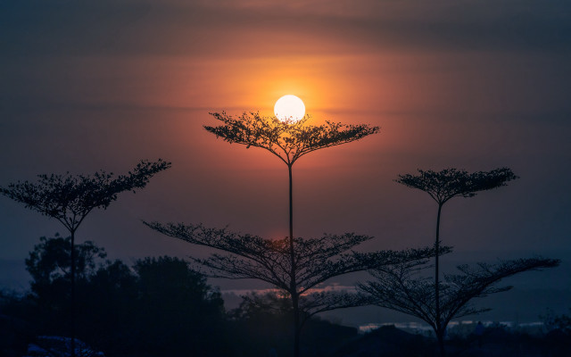 Sunset tree foreground mountains moon free wallpaper - medium preview image