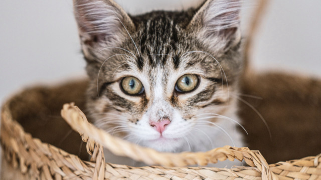 Sad cat in basket felix free wallpaper - medium preview image