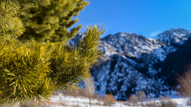 Pine mountain snowy tiltshift nature free wallpaper - medium preview image