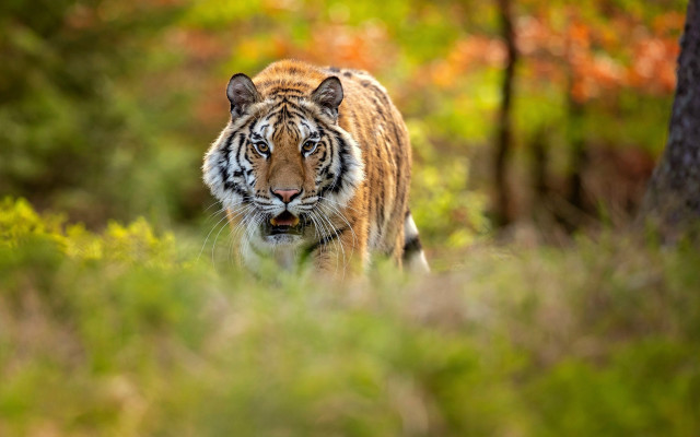 Tiger forest wildlife blurry depth free wallpaper - medium preview image