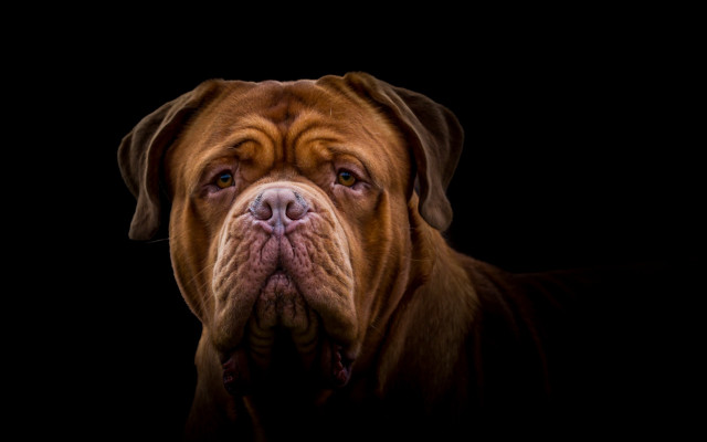 Sad dog tongue out photorealism free wallpaper - medium preview image