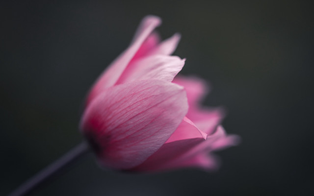 Pink flower macro mackintosh shallow free wallpaper - medium preview image