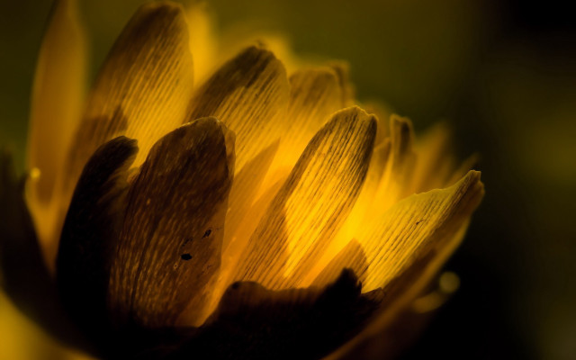 Sunflower closeup macro blurry background free wallpaper - medium preview image