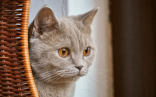 Cat window basket staring photorealistic free wallpaper - medium preview image
