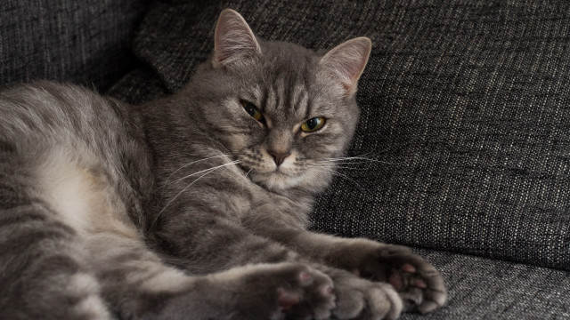 Cat couch paws camera halftone free wallpaper - medium preview image