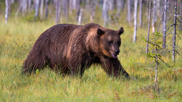 Brown bear walking forest tongue free wallpaper - medium preview image