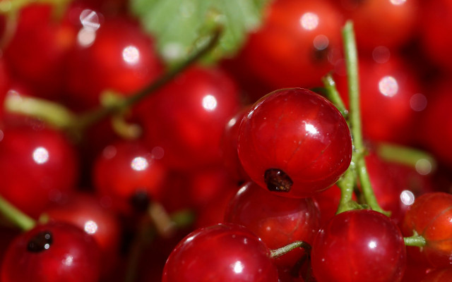 Cherry closeup water droplets bokeh free wallpaper - medium preview image