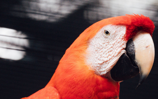 Parrot closeup black background red free wallpaper - medium preview image