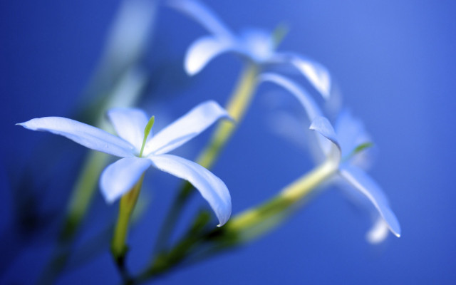 Flower blurry bokeh blue background free wallpaper - medium preview image