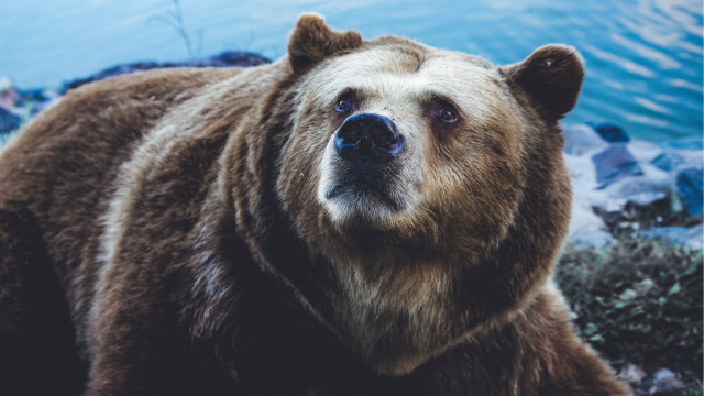 Brown bear lake rocks outdoors free wallpaper - medium preview image