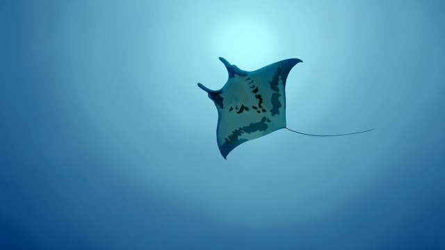 Stingfish ocean blue sky shadow free wallpaper - medium preview image