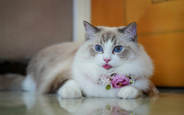 Cat flower collar table door free wallpaper - medium preview image