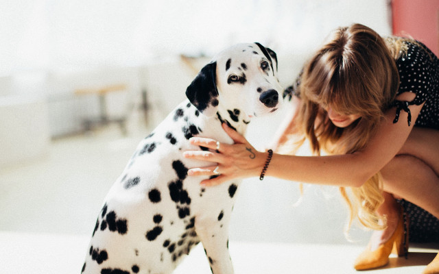Woman petting dalmatian sitting room free wallpaper - medium preview image