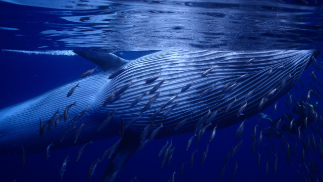 Whale fish ocean night starry #2 free wallpaper - medium preview image
