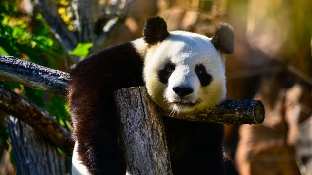 Panda sitting on branch zoo free wallpaper - medium preview image