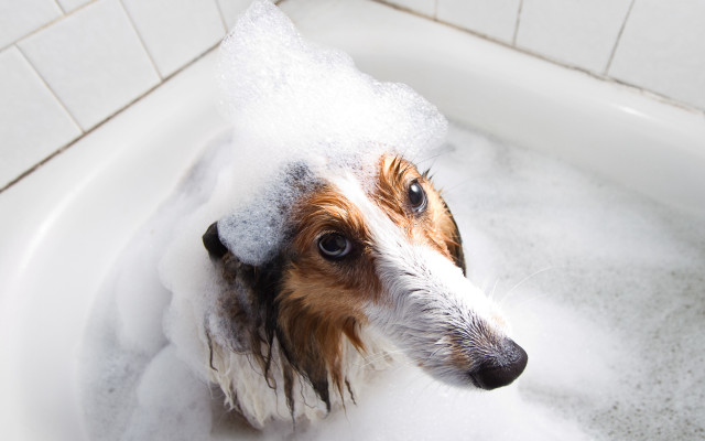 Dog bathtub foam headshot realistic free wallpaper - medium preview image