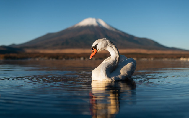 Swan mountain lake water scenery free wallpaper - medium preview image
