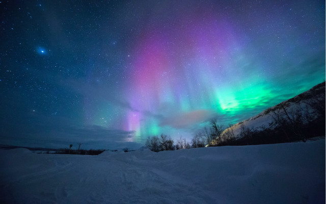 Aurora borealis snowy field trees free wallpaper - medium preview image