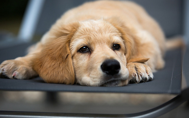 Sad shiba inu dog chair free wallpaper - medium preview image