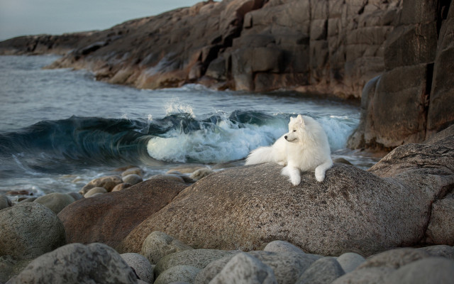 White dog rock ocean wave free wallpaper - medium preview image