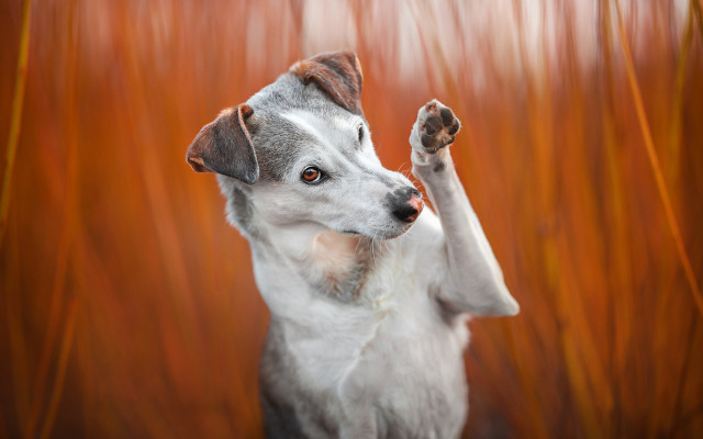 Dog standing up paws in free wallpaper - medium preview image