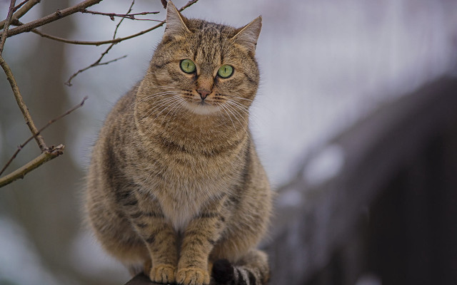 Cat fence green eyes tree free wallpaper - medium preview image