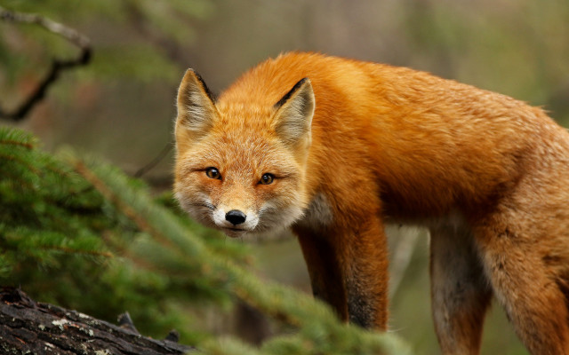 Red fox woodland sad looking free wallpaper - medium preview image