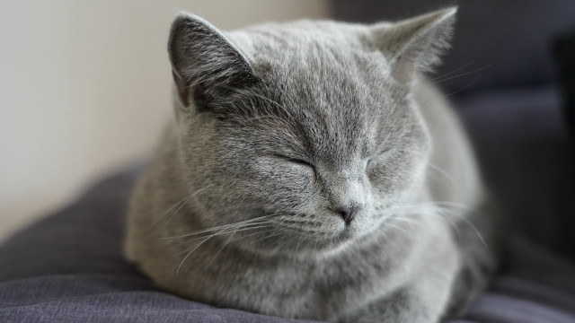Gray cat sleeping blue cushion free wallpaper - medium preview image