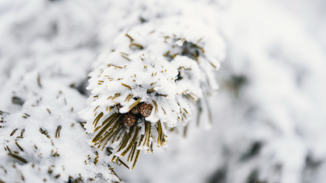 Pine tree snow pinecone branch free wallpaper - medium preview image