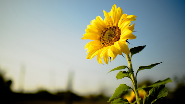 Sunflower blooming field grass trees free wallpaper - medium preview image