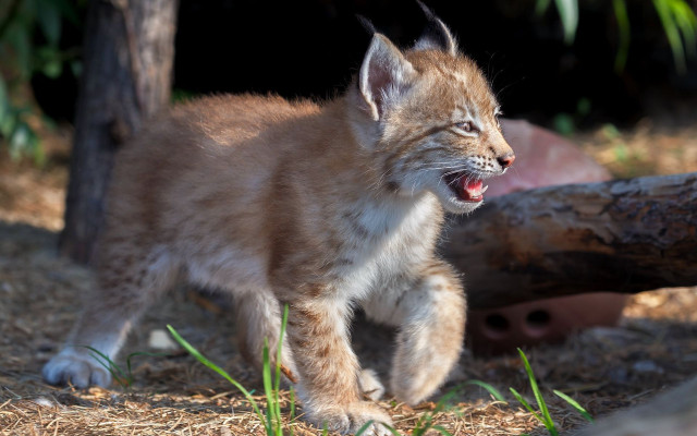 Kitten grass tree log blurry free wallpaper - medium preview image