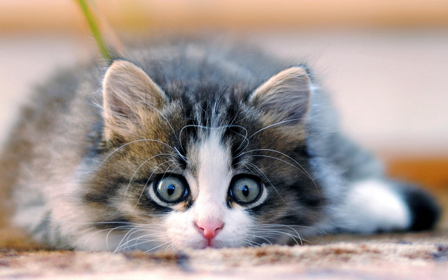 Kitten blue eyes sad laying free wallpaper - medium preview image