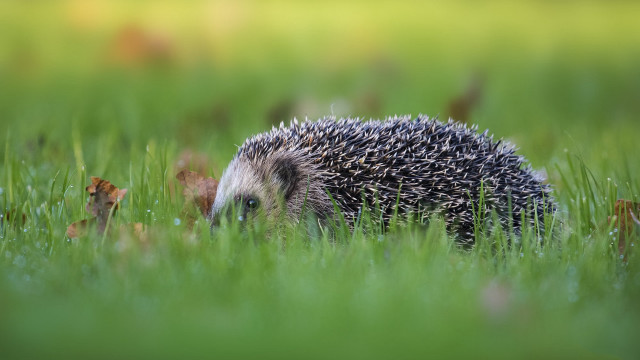Hedgehog grass daylight blurry nature free wallpaper - medium preview image