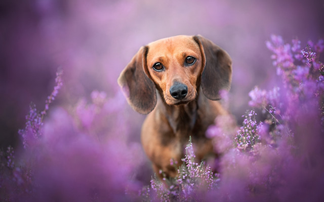 Dog purpleflowers sadlook animalportrait elkevogelsang free wallpaper - medium preview image