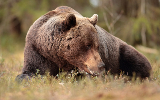 Brown bear laying in field free wallpaper - medium preview image